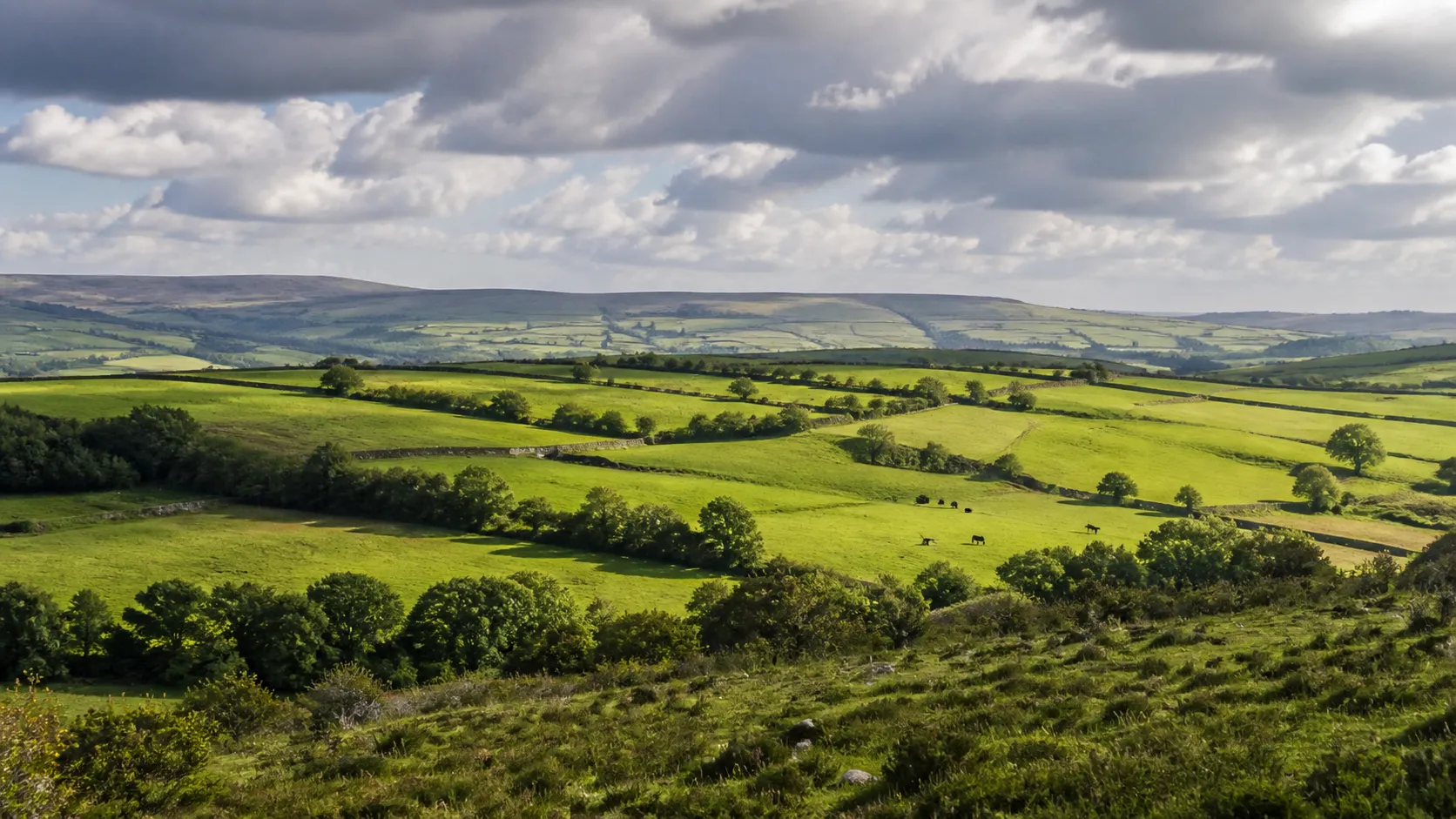 The land