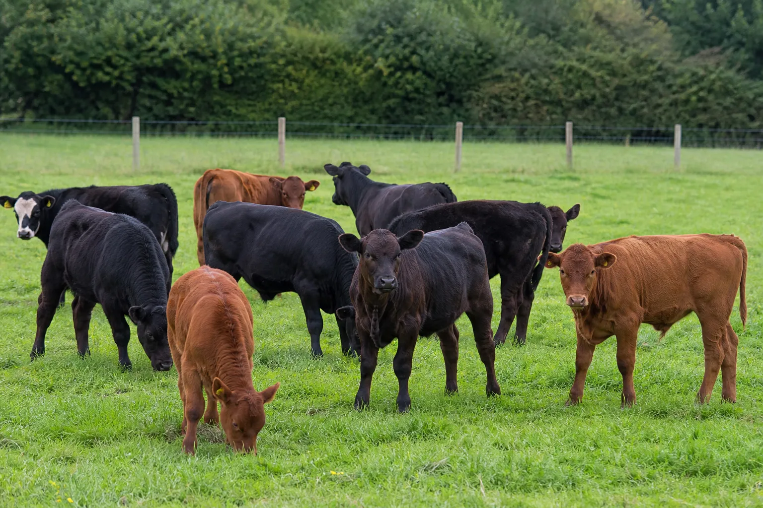 Weanlings